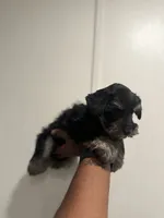 Charco, a male Miniature Schnauzer for sale in Morton, MS – 3 of 7