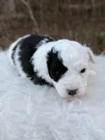 Spotie, a female Miniature Aussiedoodle for sale in Morton, MS – Photo 1 of 2