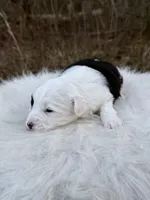 Spotie, a female Miniature Aussiedoodle for sale in Morton, MS – Photo 2 of 2