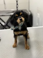 Lola, a female Cockapoo for sale in Pearl, MS – 4 of 6