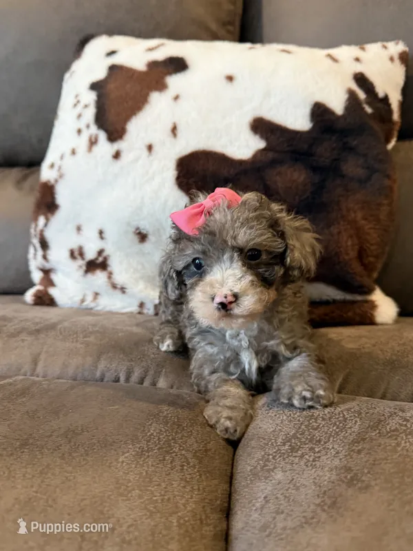 Shelby  – Poodle - Toy  puppy for sale in Pearl, MS