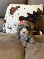 Shelby , a male Poodle - Toy  for sale in Pearl, MS – 1 of 1