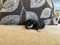 Midnight , a female Miniature Schnauzer for sale in Morton, MS – 2 of 6