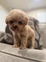 Male Cavapoo , a male Cavapoo for sale in Morton, MS – 2 of 4