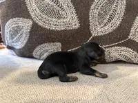 Asher, a male Miniature Schnauzer for sale in Morton, MS – 6 of 6