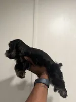 Charco, a male Miniature Schnauzer for sale in Morton, MS – 2 of 7