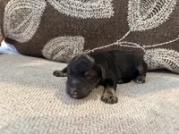 Asher, a male Miniature Schnauzer for sale in Morton, MS – 4 of 6