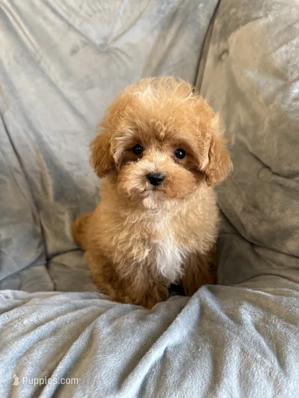 Buddy – Maltipoo puppy for sale in Pearl, MS
