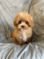 Buddy, a male Maltipoo for sale in Pearl, MS – 1 of 3