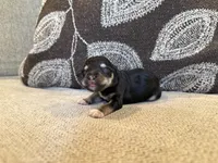 Midnight , a female Miniature Schnauzer for sale in Morton, MS – 4 of 6