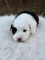 Oreo , a female Miniature Aussiedoodle for sale in Morton, MS – Photo 2 of 2