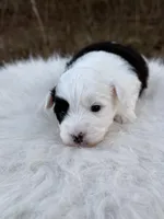 Oreo , a female Miniature Aussiedoodle for sale in Morton, MS – Photo 1 of 2