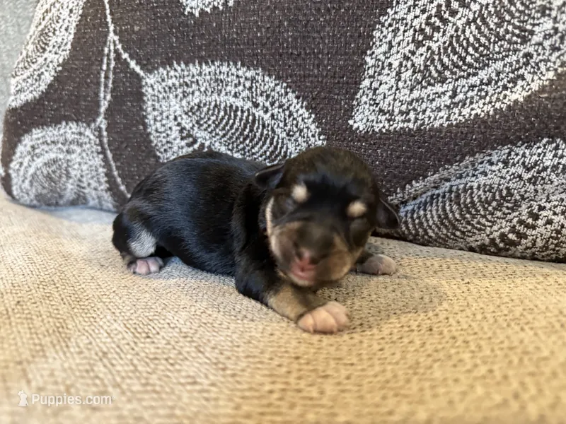 Midnight , a female Miniature Schnauzer for sale in Morton, MS – 1 of 6