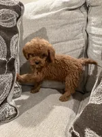 GCB, a male Cavapoo and Miniature Goldendoodle for sale in Morton, MS – 4 of 6