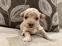 MG1, a male Miniature Goldendoodle for sale in Morton, MS – 2 of 4