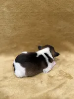 Akc Parti, a male Miniature Schnauzer for sale in Morton, MS – Photo 2 of 4