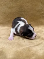 Akc Parti, a male Miniature Schnauzer for sale in Morton, MS – Photo 3 of 4