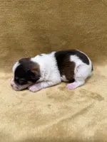 Akc Parti, a male Miniature Schnauzer for sale in Morton, MS – Photo 4 of 4