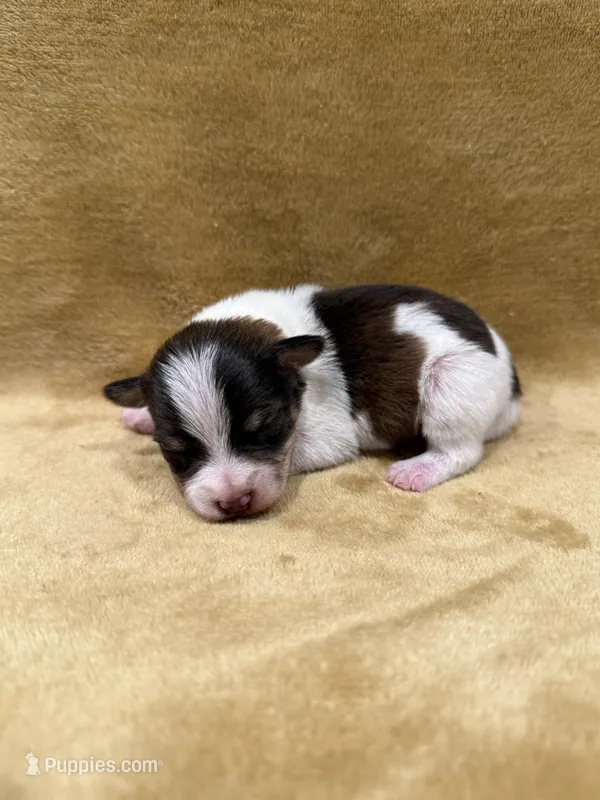 Akc Parti – Miniature Schnauzer puppy for sale in Morton, MS