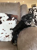 Bruce , a male Miniature Schnauzer for sale in Morton, MS – 4 of 5