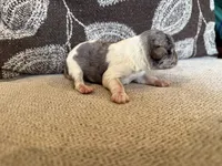 Merle , a male Miniature Schnauzer for sale in Morton, MS – 4 of 6