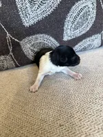 Oreo , a male Miniature Schnauzer for sale in Morton, MS – 4 of 6