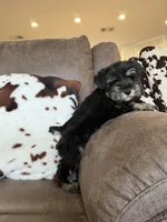 Bruce , a male Miniature Schnauzer for sale in Morton, MS – 5 of 5