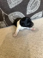 Oreo , a male Miniature Schnauzer for sale in Morton, MS – 3 of 6