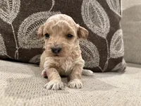 MG1, a male Miniature Goldendoodle for sale in Morton, MS – 4 of 4