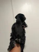 Charco, a male Miniature Schnauzer for sale in Morton, MS – 7 of 7