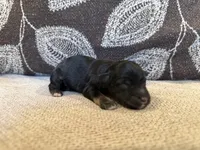 Pepper , a male Miniature Schnauzer for sale in Morton, MS – 4 of 5
