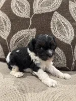 Cockapoo, a female Cockapoo for sale in Morton, MS – 5 of 5