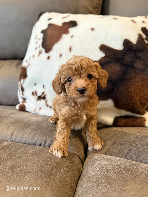Teddy – Poodle - Toy  puppy for sale in Pearl, MS