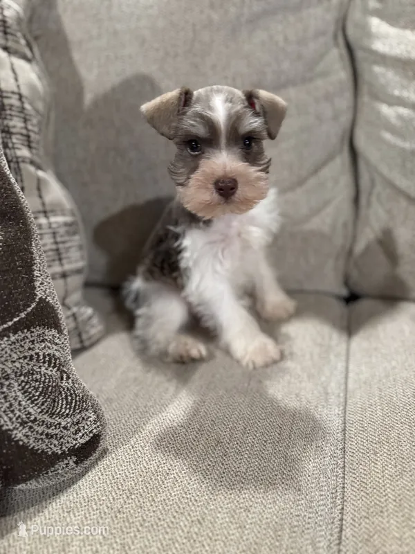 Oreo  – Miniature Schnauzer puppy for sale in Morton, MS