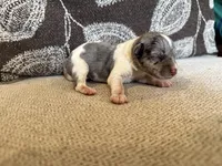 Merle , a male Miniature Schnauzer for sale in Morton, MS – 3 of 6
