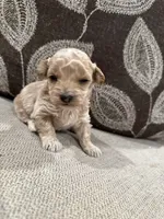 MGB3, a male Miniature Goldendoodle for sale in Morton, MS – 2 of 2