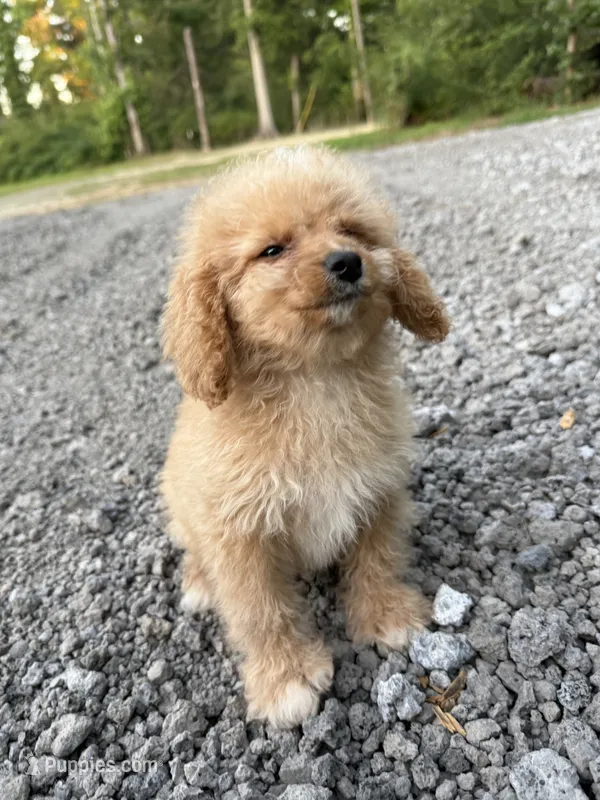 Bella – Cavapoo puppy for sale in Morton, MS