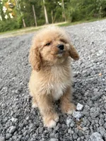 Bella, a female Cavapoo for sale in Morton, MS – 1 of 5