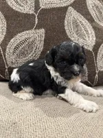 Cockapoo, a female Cockapoo for sale in Morton, MS – 4 of 5
