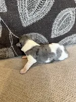 Merle , a male Miniature Schnauzer for sale in Morton, MS – 6 of 6