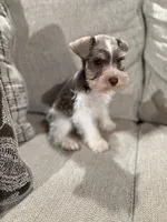 Oreo , a male Miniature Schnauzer for sale in Morton, MS – 4 of 5
