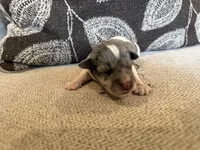 Merle , a male Miniature Schnauzer for sale in Morton, MS – 5 of 6