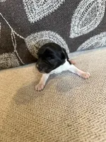 Oreo , a male Miniature Schnauzer for sale in Morton, MS – 6 of 6