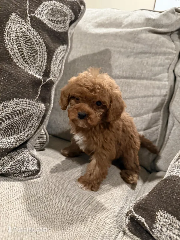 GCB – Cavapoo, Miniature Goldendoodle puppy for sale in Morton, MS