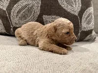 MGB2, a male Miniature Goldendoodle for sale in Morton, MS – 2 of 4