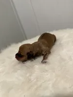 B2 , a male Miniature Dachshund for sale in Morton, MS – 5 of 5