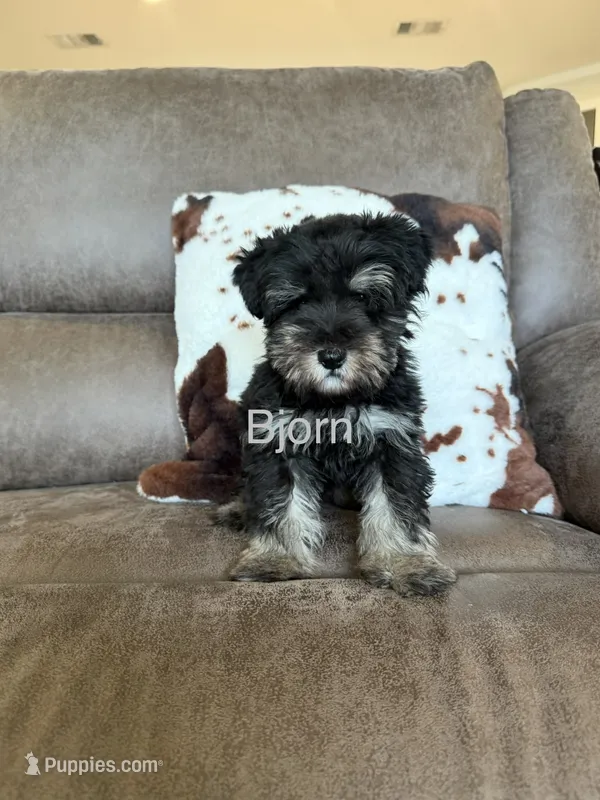 Bruce  – Miniature Schnauzer puppy for sale in Morton, MS
