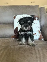 Bruce , a male Miniature Schnauzer for sale in Morton, MS – 1 of 5