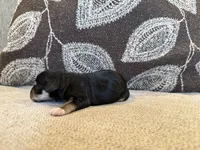 Midnight , a female Miniature Schnauzer for sale in Morton, MS – 5 of 6