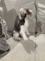 Oreo , a male Miniature Schnauzer for sale in Morton, MS – 2 of 5